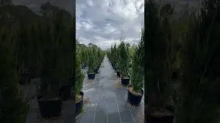 Native Juniper Brodie For Privacy Hedge #florida #naturelover #farm #diy #garden #landscape #plants