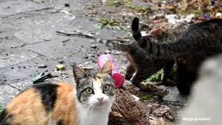 This cat colony has kittens and they are very hungry especially in Winter