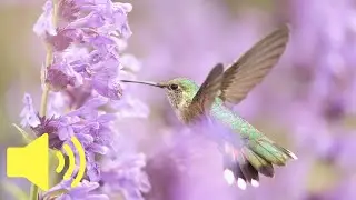 What does Hummingbird sound like?