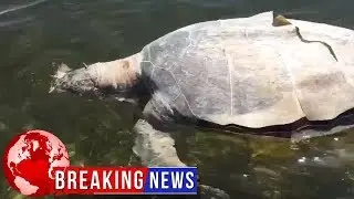 Dead sea turtle found with spear through head in Florida