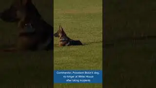 Commander, President Joe Biden's dog, no longer at White House after biting incidents