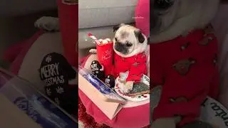I had a Christmas MOVIE NIGHT with my PUG 🍿🎄✨ #pug #dog #pet
