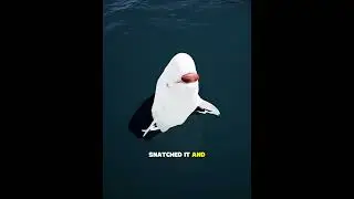 Playing Fetch with a Beluga 🏉🐋 #truestory