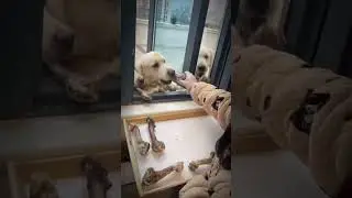 Fair Food Distribution 😂🐕 #funnydogs #funnypets #dogshorts #cuteanimals #petshorts #cutedogs