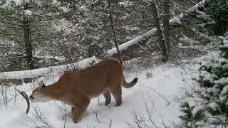 Mountain Lion and Kitten Visit Mule Deer Buck Carcass