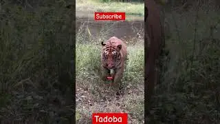 chota matka  tadoba national park #viral #tiger #tadoba #tigerreserve