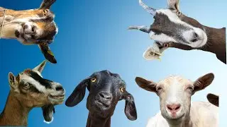 CABRA E BODE &ndash; SOM DOS ANIMAIS &ndash; CURIOSIDADES SOBRE ESTES ANIMAIS