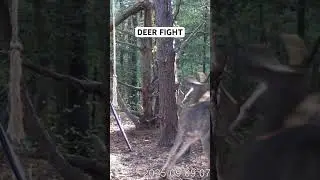 Deer fight #whitetail #deerhunting #easternshore #md #shoresfinest #outdoors #bowhunting #maryland