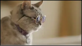 American Cats: The Good, The Bad & The Cuddly | OFFICIAL TRAILER