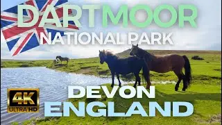 A day with WILD HIGHLAND CATTLE in DARTMOOR NATIONAL PARK🇬🇧DEVON, ENGLAND
