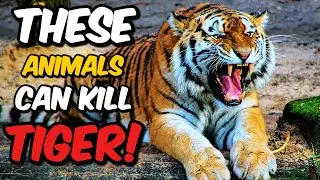 6 Animals That Got Enough Guts To Defeat A Tiger!