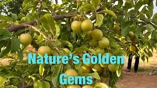 Golden Plum Tree: A Visual Symphony