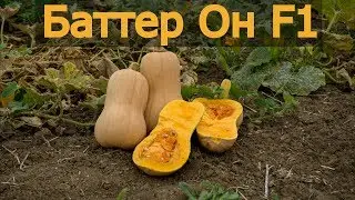 Тыквы Баттер Он F1. Юг-Агро. Soto Seeds. Часть 3