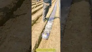 Farming Wisdom: The Genius &ldquo;Buffer Bag&rdquo; That Controls Irrigation Flow.