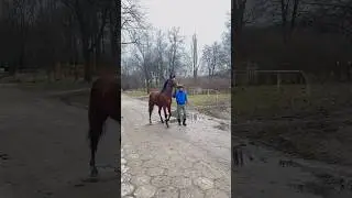 Horse racing training/тренинг лошади французские жеребцы #horses #лошади #poland #жизньвпольше