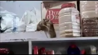 Pelea de ratas en el Supermercado Chino con m&uacute;sica de Dragon ball Z