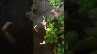 How to grow and Care Jelly Bean Plant /Jelly Bean leaf #jelly #succulent #garden #gardening #nature