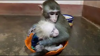 Baby Monkey Lu Holds Lusi For His Mom To Prepare A Lovely Fruit