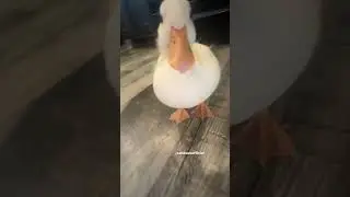 That one duck edit. #music #remix #phonk #duckduck #duck