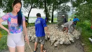 Flood Chaos! Thousands of Ducks Climb Trucks to Escape Vietnam&rsquo;s Typhoon &ndash; Shocking Real Farm Life 🦆