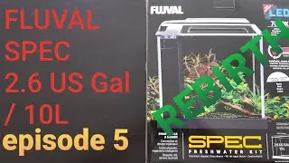 FLUVAL SPEC 10litre AQUARIUM setup and review REBIRTH - EPISODE 5