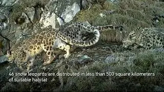 Population density of snow leopard in Sichuan is among the highest in China