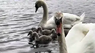 Norway 🇳🇴 Swan Daddy Proud of his 6 Cygnets