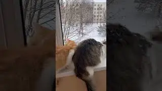 Cats are smart! And I keep an eye on them 😺👀
