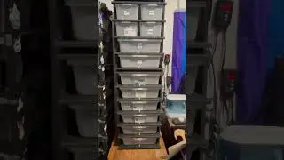 Houston, we have a snake rack problem  #snakes #ballpythons #snakerack #snaketalk #everydaykeepers