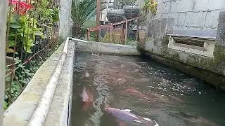 Budidaya ikan nila air tawar