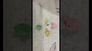 Rip ducky