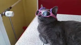 Cats Sleeping in Strange Places (HD Compilation)