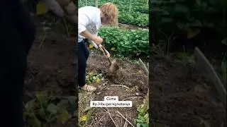 ketela pohon 7rb per kg