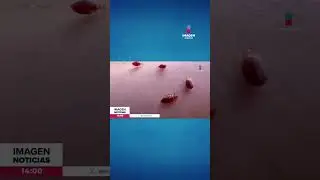 &iquest;C&oacute;mo saber si te pic&oacute; una chinche? #shorts