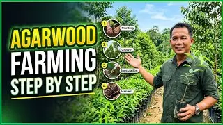 #Agarwood Plant's available_9394942238