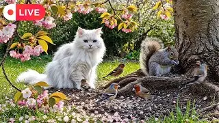 Cat TV for Cats 🐾 Soft Morning 🌞 Birds 🕊️ Squirrels 🐿️ Calm Nature Sounds 🎶