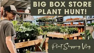 Охота за растениями в магазине Big Box Store! | Поиск комнатных растений в списке желаний | Покупка растений