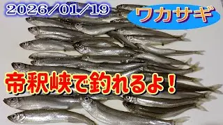 2026/1/19　釣れてると聞いた帝釈峡でワカサギ釣り。難しかぁ～