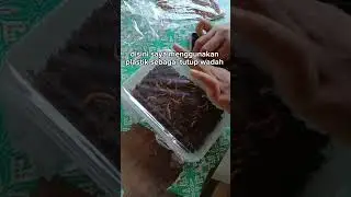 Tutorial cara membuat jamur Buveria Bassiana ( BVR )