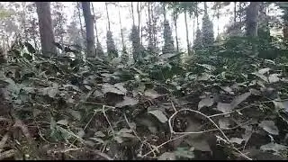 coffe trees & pepper trees 😍😍part 1##&