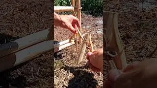 TRAPPING AN ANIMAL IN TEN MINUTES  #diy #trap #survival #bushcraft
