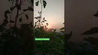 #sunset #sunrise #plant #gardenhub #garden #plants #green #messenger #shorts #viralshorts #viral