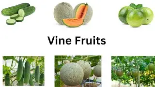 Fruits name in english for children ||Vine fruits name in english  vocabulary for preschool kids ||