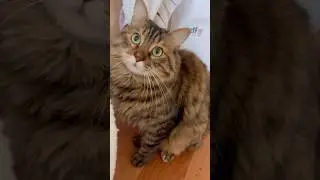 #starcat