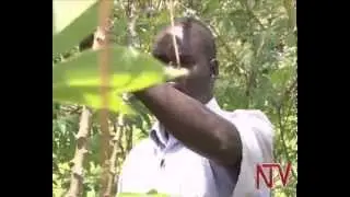 Lima Lunda Gaggawala: Augustine Akutu omulimi wamuwongo mu bitundu bya Teso.
