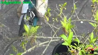Forsythia