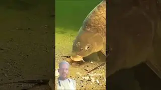 OMG FISHING 😱!!UNDER HUK FISHING VIDEOS!!DKVLOG06!!#shorts #omg #underwater #hukfishing