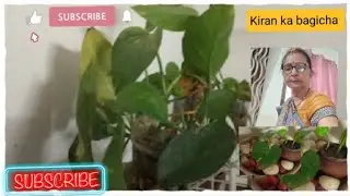 जनवरी में ही कर लें ये जरूरी काम। मनी प्लांट सालों साल रहेगा गार्डन में।