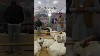 Mashallah 😍 #subscribe #counting #expo2025 #goat