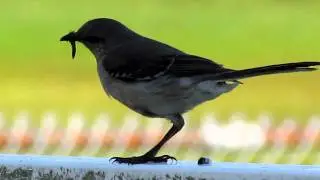 Canon PowerShot SX30 IS - Bird Zoom